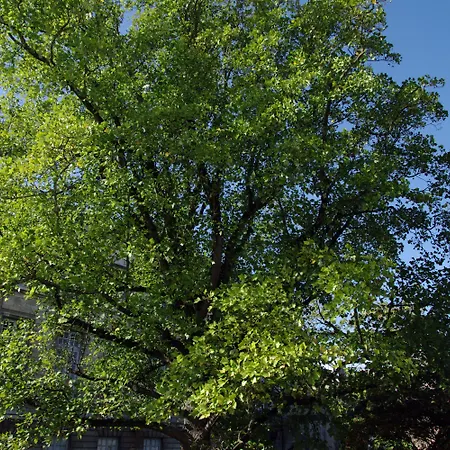 Maison Des Ambassadeurs 5* La Rochelle (Charente-Maritime)