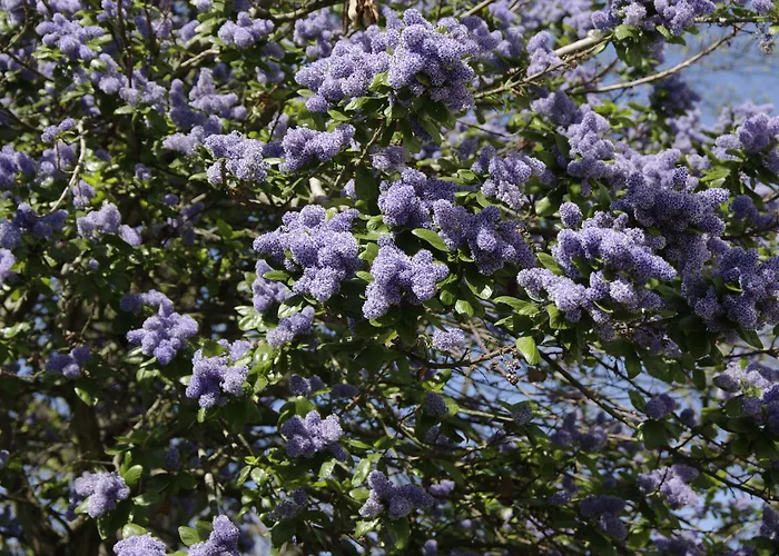 Maison Des Ambassadeurs