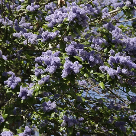 Maison Des Ambassadeurs